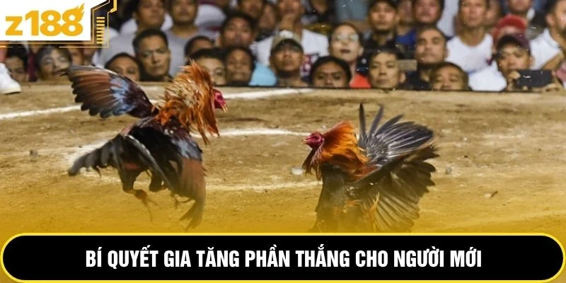 Bí quyết gia tăng phần thắng cho người mới