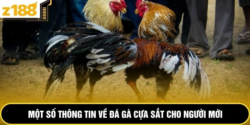 Một số thông tin về đá gà cựa sắt cho người mới