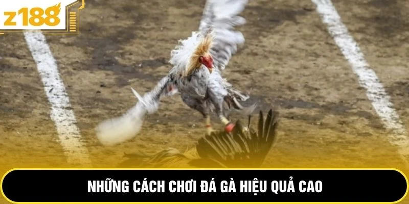 Những cách chơi đá gà hiệu quả cao